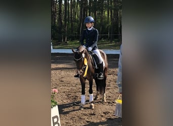 Duitse rijpony, Ruin, 13 Jaar, 140 cm, Donkerbruin