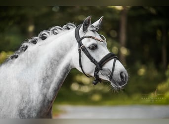 Duitse rijpony, Ruin, 13 Jaar, 142 cm, Appelschimmel