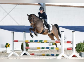 Duitse rijpony, Ruin, 13 Jaar, 146 cm, Bruin