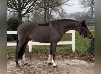 Duitse rijpony, Ruin, 13 Jaar, 146 cm, Donkerbruin