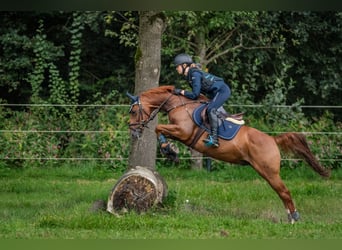 Duitse rijpony, Ruin, 13 Jaar, 146 cm, Donkere-vos