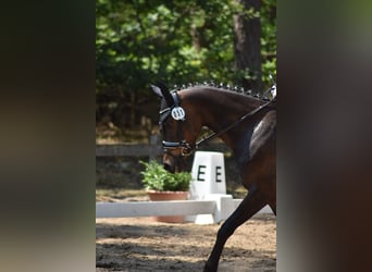 Duitse rijpony, Ruin, 13 Jaar, 146 cm, Zwartbruin