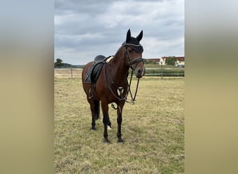 Duitse rijpony, Ruin, 13 Jaar, 147 cm, Bruin