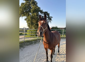 Duitse rijpony, Ruin, 13 Jaar, 147 cm, Bruin