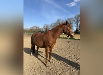 Duitse rijpony, Ruin, 13 Jaar, 147 cm, Vos