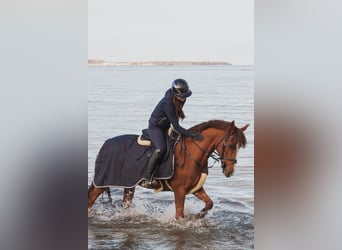 Duitse rijpony, Ruin, 13 Jaar, 148 cm, Donkere-vos