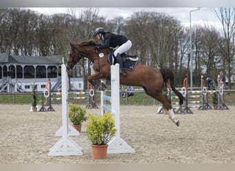 Duitse rijpony, Ruin, 13 Jaar, 148 cm, Donkere-vos