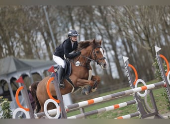 Duitse rijpony, Ruin, 13 Jaar, 148 cm, Donkere-vos