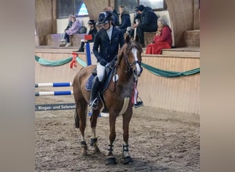 Duitse rijpony, Ruin, 13 Jaar, 148 cm, Donkere-vos