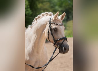 Duitse rijpony, Ruin, 13 Jaar, 148 cm