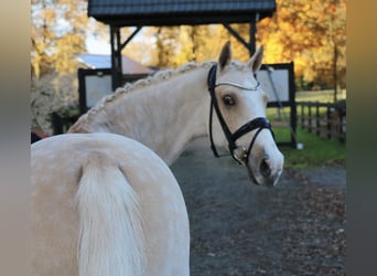 Duitse rijpony, Ruin, 13 Jaar, 148 cm, Palomino