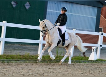 Duitse rijpony, Ruin, 13 Jaar, 148 cm, Palomino