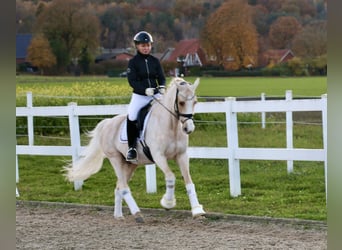 Duitse rijpony, Ruin, 13 Jaar, 148 cm, Palomino