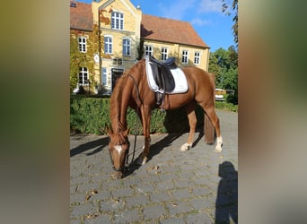 Duitse rijpony, Ruin, 13 Jaar, 148 cm, Vos
