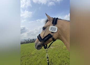 Duitse rijpony, Ruin, 13 Jaar, 149 cm, Falbe