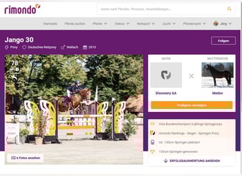 Duitse rijpony, Ruin, 13 Jaar, 149 cm, Vos