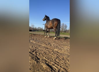 Duitse rijpony, Ruin, 13 Jaar, 150 cm, Bruin