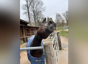 Duitse rijpony, Ruin, 13 Jaar, 150 cm, Bruin