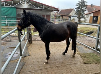 Duitse rijpony, Ruin, 13 Jaar, 150 cm, Donkerbruin