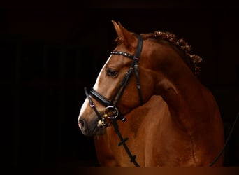 Duitse rijpony, Ruin, 13 Jaar, 153 cm, Donkere-vos