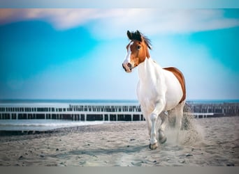 Duitse rijpony, Ruin, 13 Jaar, 155 cm, Gevlekt-paard