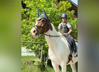 Duitse rijpony, Ruin, 13 Jaar, 155 cm, Gevlekt-paard