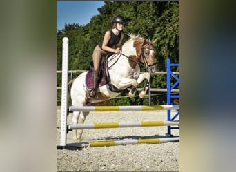 Duitse rijpony, Ruin, 14 Jaar, 137 cm, Gevlekt-paard