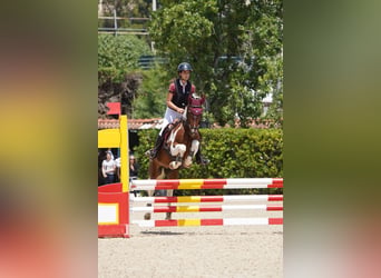 Duitse rijpony Mix, Ruin, 14 Jaar, 137 cm, Gevlekt-paard