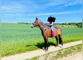 Duitse rijpony, Ruin, 14 Jaar, 140 cm, Donkerbruin