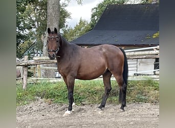 Duitse rijpony Mix, Ruin, 14 Jaar, 144 cm, Bruin