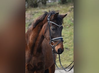 Duitse rijpony, Ruin, 14 Jaar, 146 cm, Donkerbruin