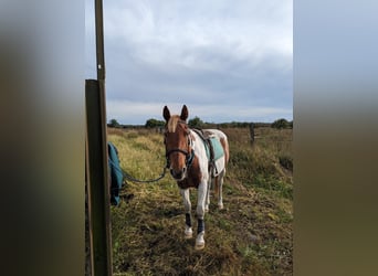 Duitse rijpony Mix, Ruin, 14 Jaar, 146 cm, Gevlekt-paard