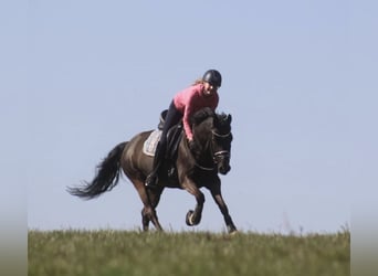 Duitse rijpony, Ruin, 14 Jaar, 146 cm, Zwart