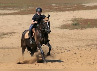 Duitse rijpony, Ruin, 14 Jaar, 147 cm, Zwart