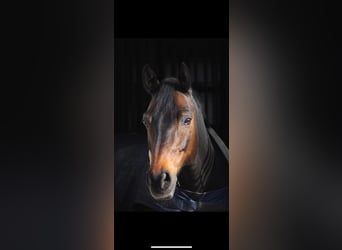Duitse rijpony, Ruin, 14 Jaar, 148 cm, Donkerbruin