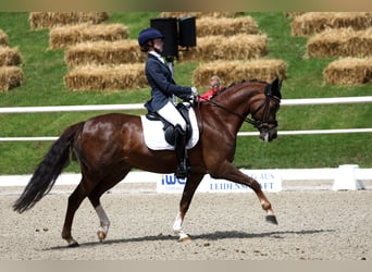 Duitse rijpony, Ruin, 14 Jaar, 148 cm, Donkere-vos