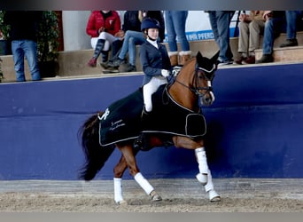 Duitse rijpony, Ruin, 14 Jaar, 148 cm, Donkere-vos