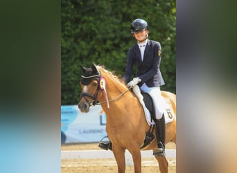 Duitse rijpony, Ruin, 14 Jaar, 148 cm, Vos