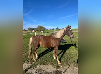 Duitse rijpony, Ruin, 14 Jaar, 148 cm, Vos