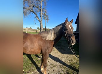 Duitse rijpony, Ruin, 14 Jaar, 148 cm, Vos