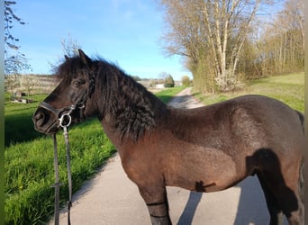 Duitse rijpony Mix, Ruin, 15 Jaar, 124 cm