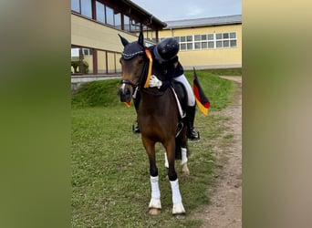 Duitse rijpony, Ruin, 15 Jaar, 142 cm, Bruin
