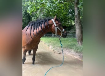 Duitse rijpony, Ruin, 15 Jaar, 142 cm, Bruin