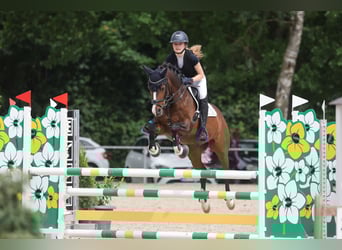 Duitse rijpony, Ruin, 15 Jaar, 143 cm, Bruin