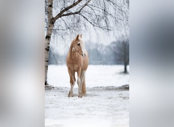 Duitse rijpony Mix, Ruin, 15 Jaar, 143 cm, Palomino