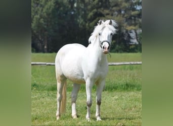 Duitse rijpony, Ruin, 15 Jaar, 143 cm, Schimmel