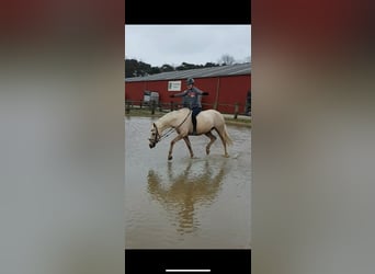 Duitse rijpony, Ruin, 15 Jaar, 144 cm