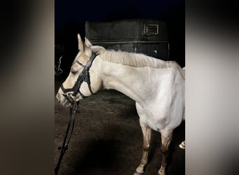 Duitse rijpony, Ruin, 15 Jaar, 144 cm, Palomino