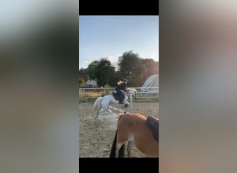 Duitse rijpony, Ruin, 15 Jaar, 144 cm, Schimmel