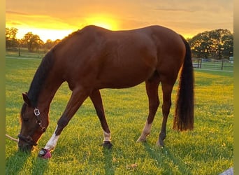 Duitse rijpony, Ruin, 15 Jaar, 145 cm, Bruin